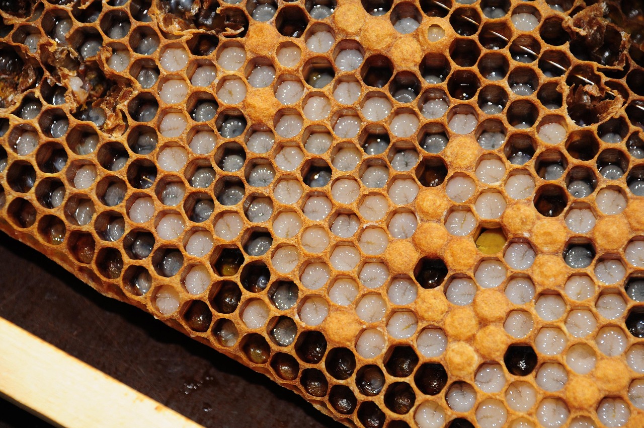 Waben mit Larven _ die gelben Waben sind bereits verdeckelt