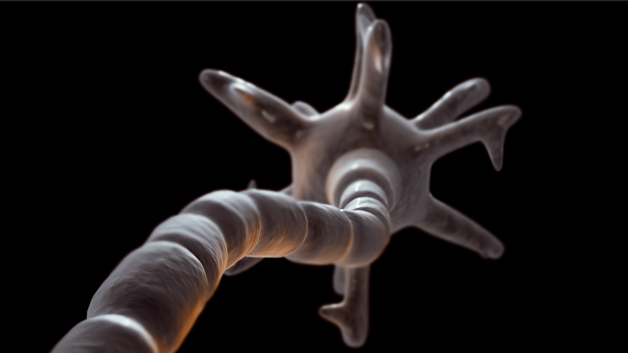 Ein Neuron – wir sehen sein myelinisiertes Axon, welches mit dem Soma bzw. Zellkörper verbunden ist, aus dem Dendriten hervorstehen.